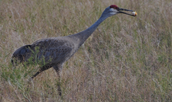 closeup of sandhill crane with egg in mouth